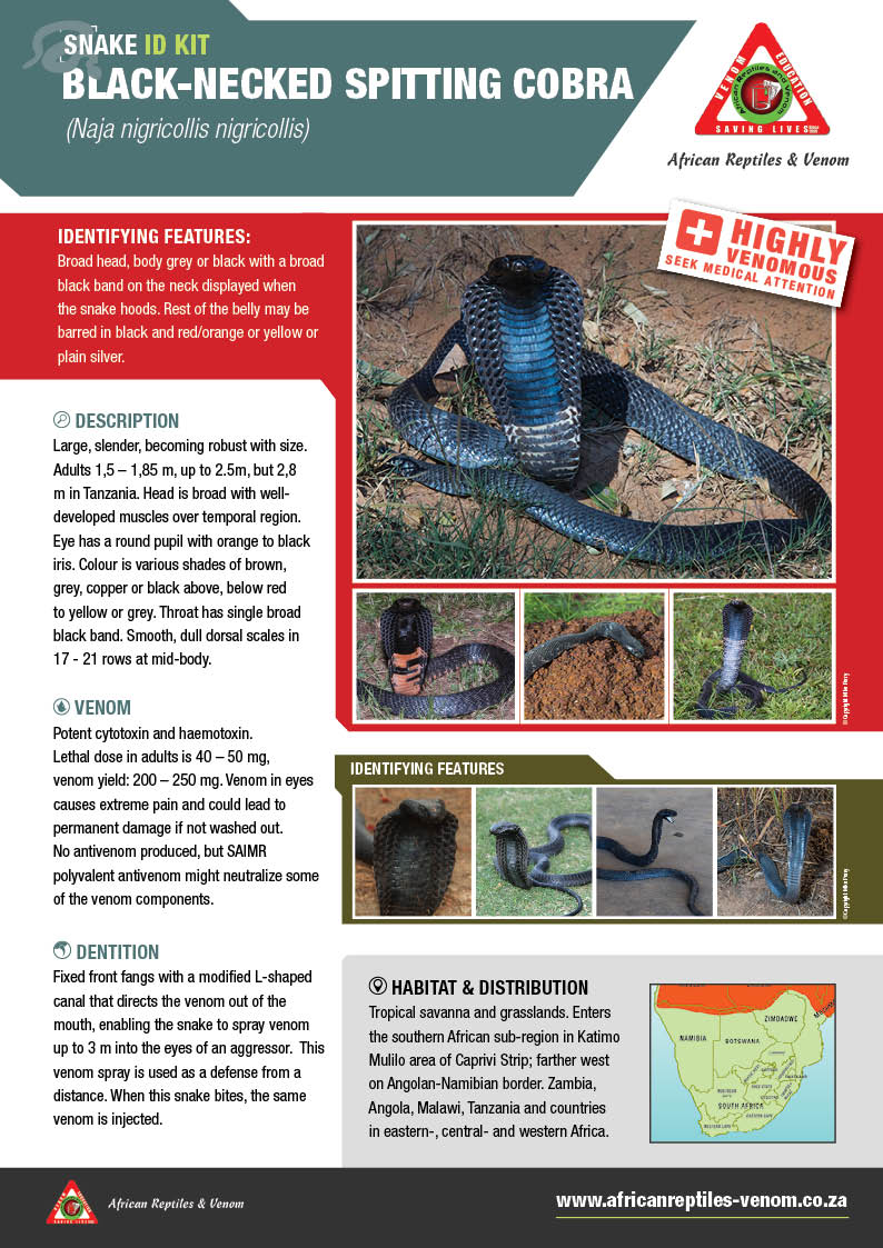 Black Necked Spitting cobra ARV IDKit