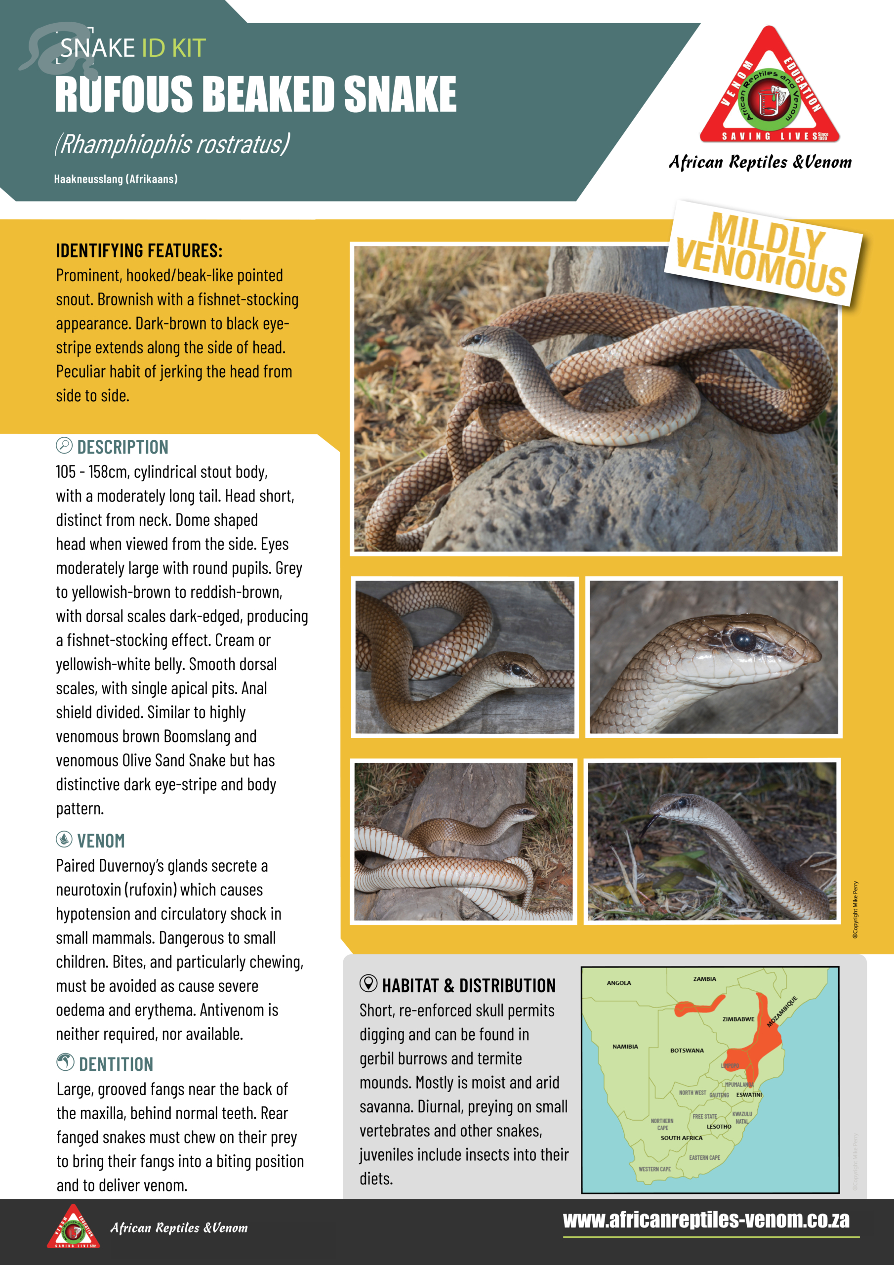 19.RUFOUS BEAKED SNAKE ID CARD