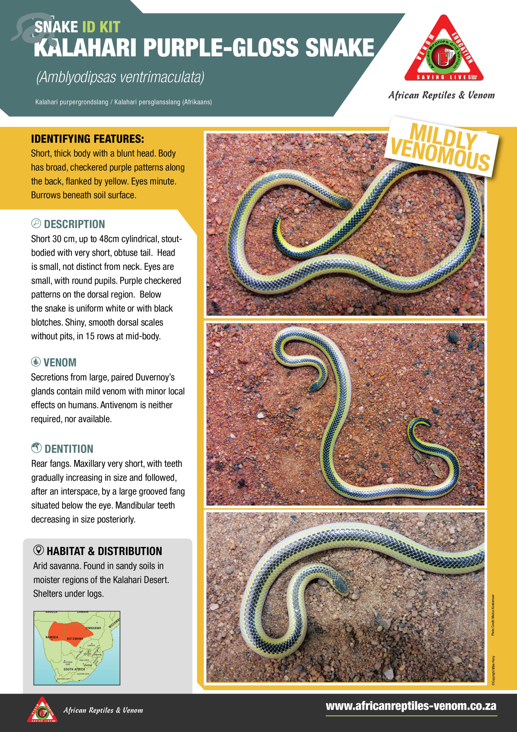 Kalahari Purple GLossed Snake ARV IDKit