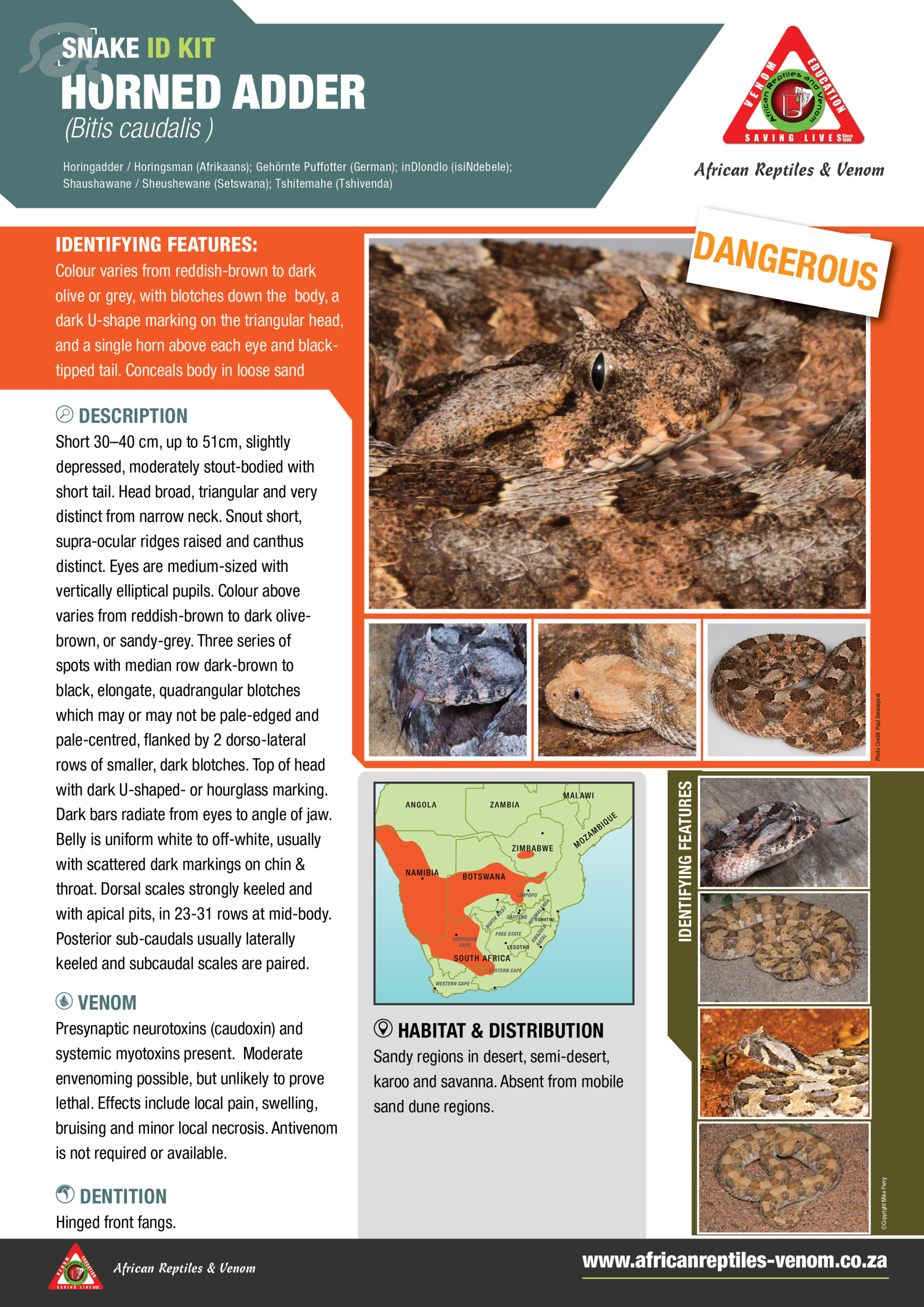 Horned Adder ARV IDKit
