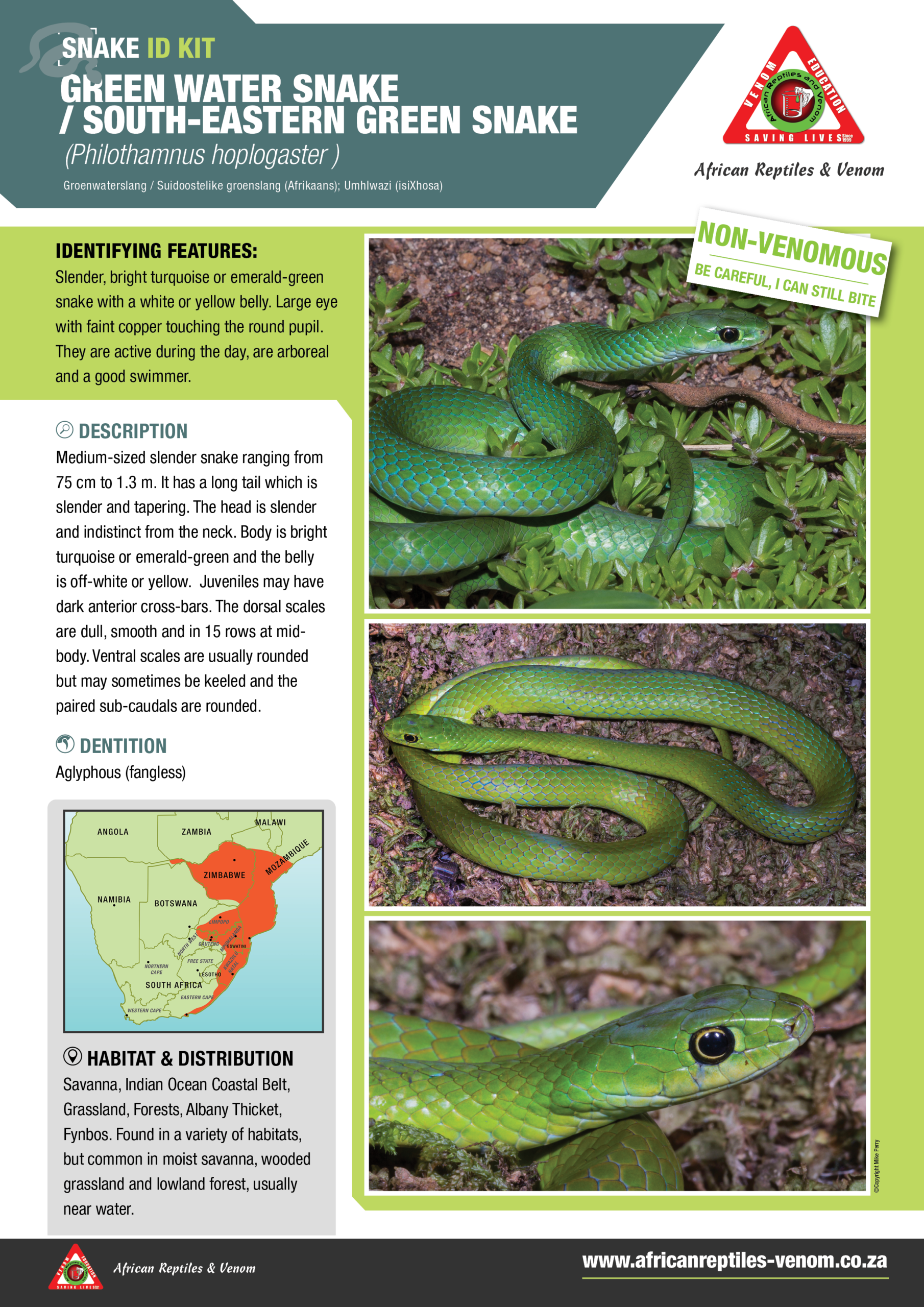 Green Water Snake ARV IDKit
