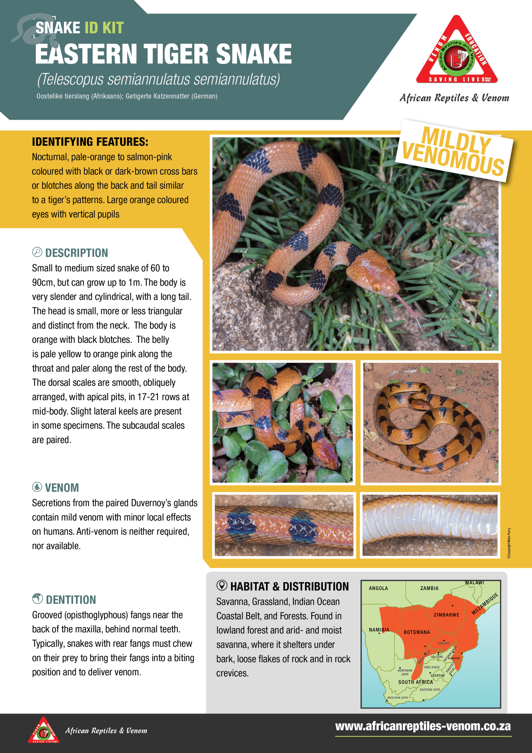Eastern Tiger Snake ARV IDKit