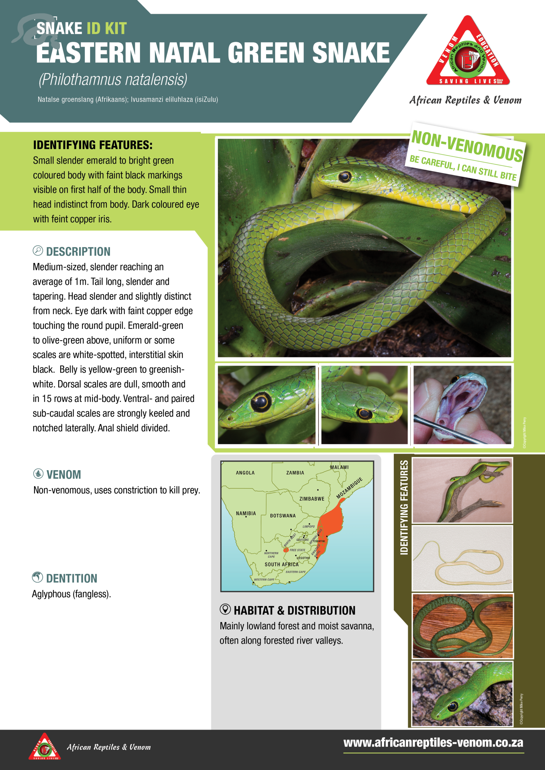 Eastern Natal Green Sanke ARV IDKit