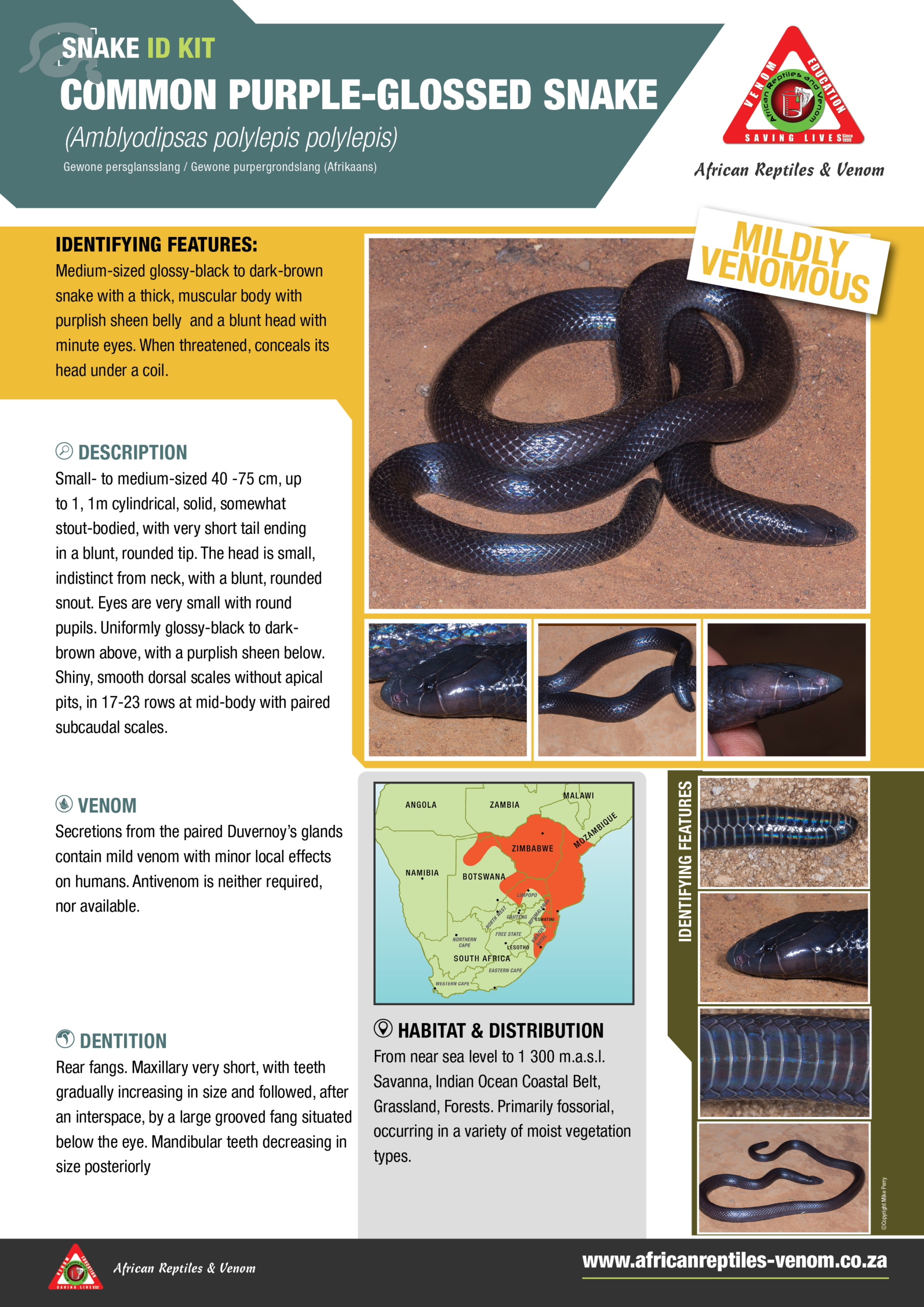 Common purple glossed snake ARV IDKit