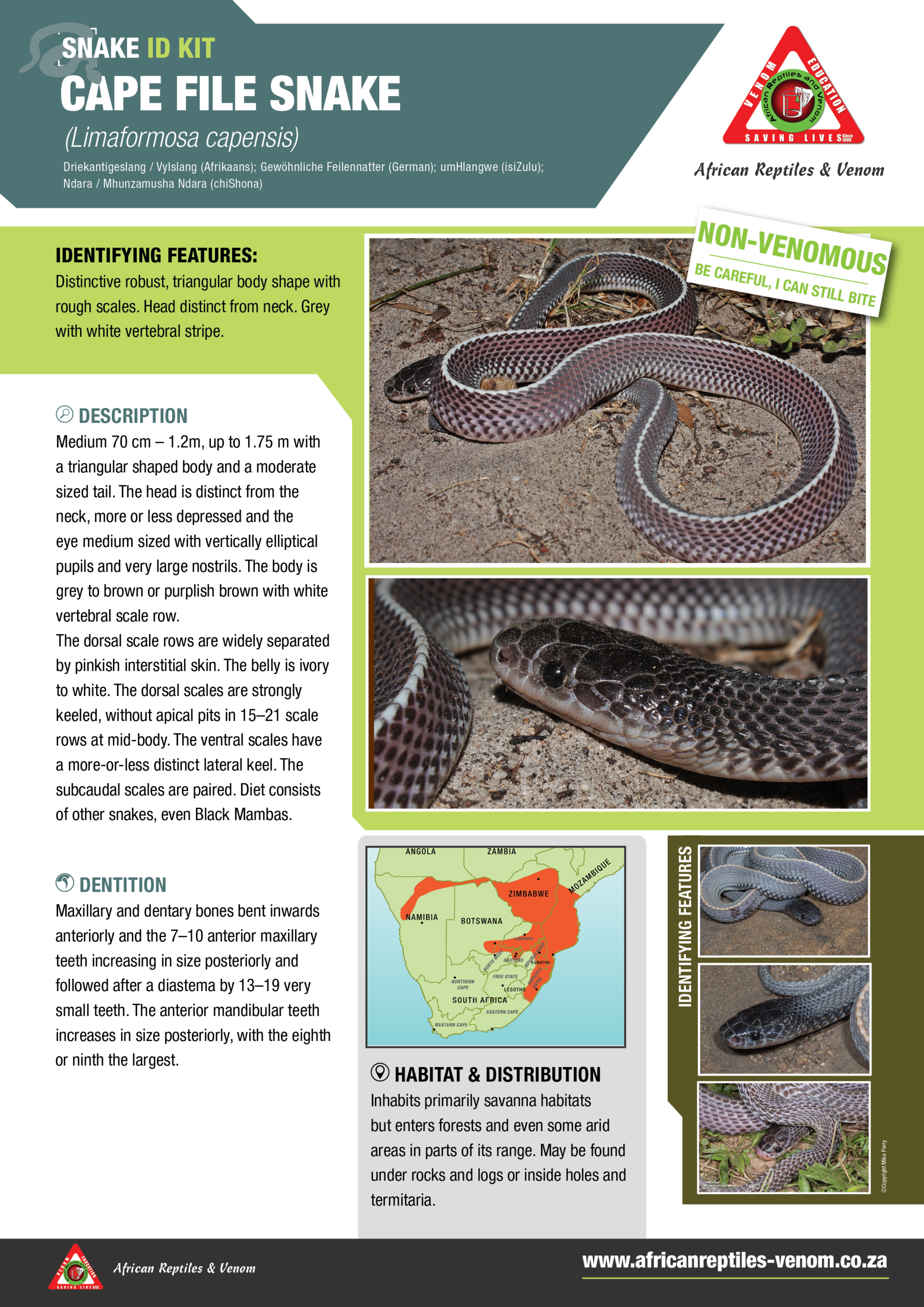Cape File Snake ARV IDKit
