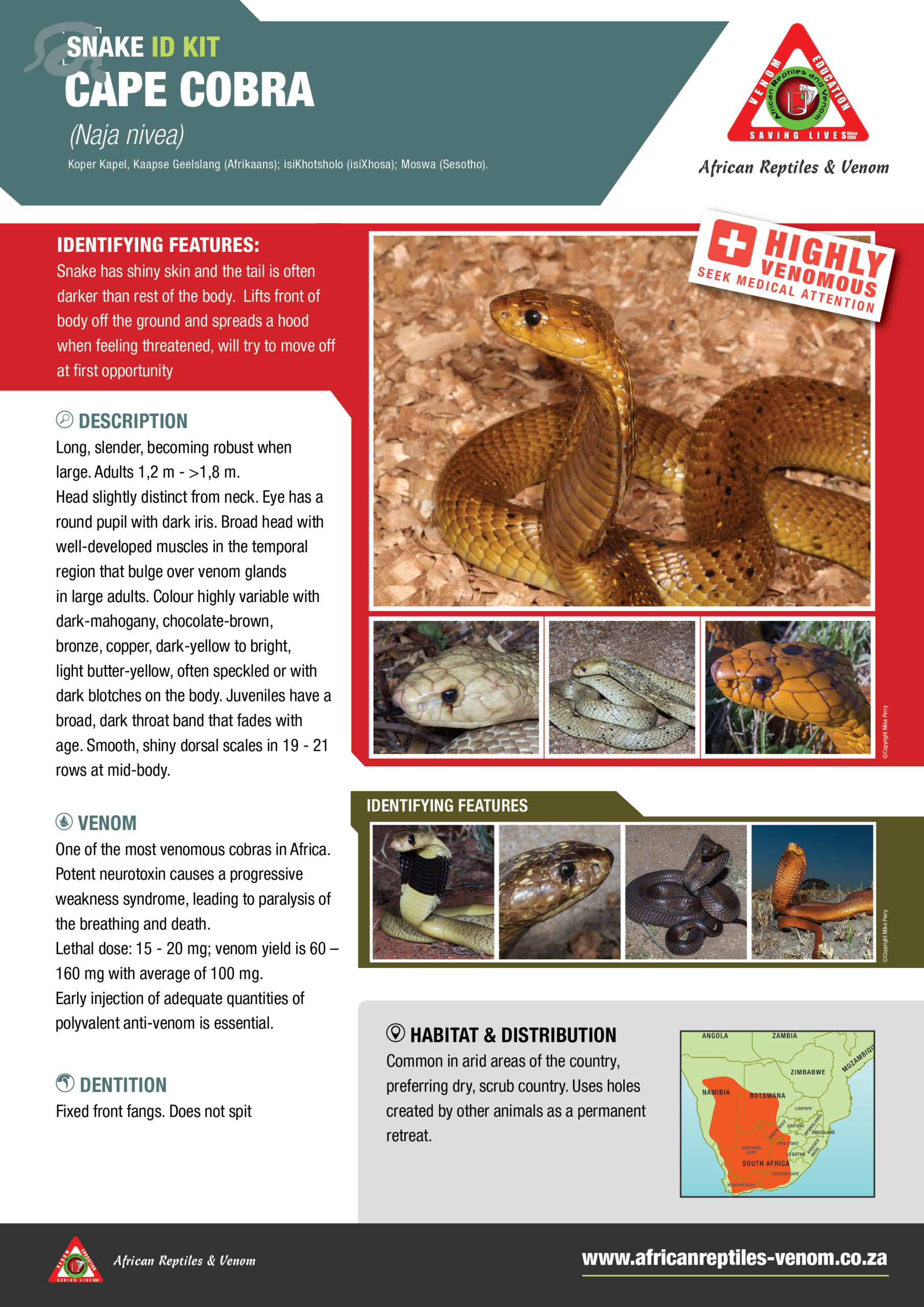 Cape Cobra ARV IDKit