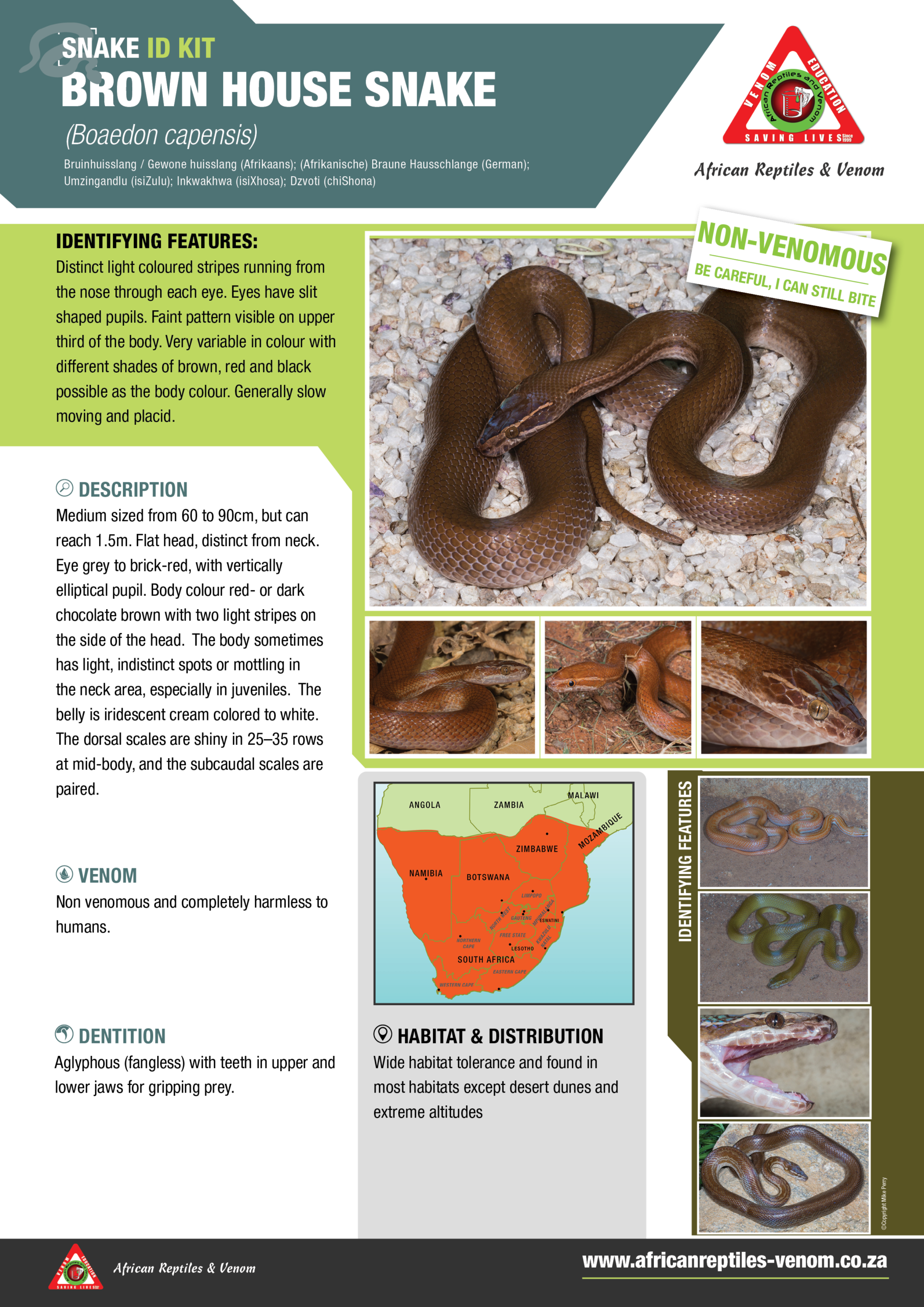 Brown House Snake ARV IDKit