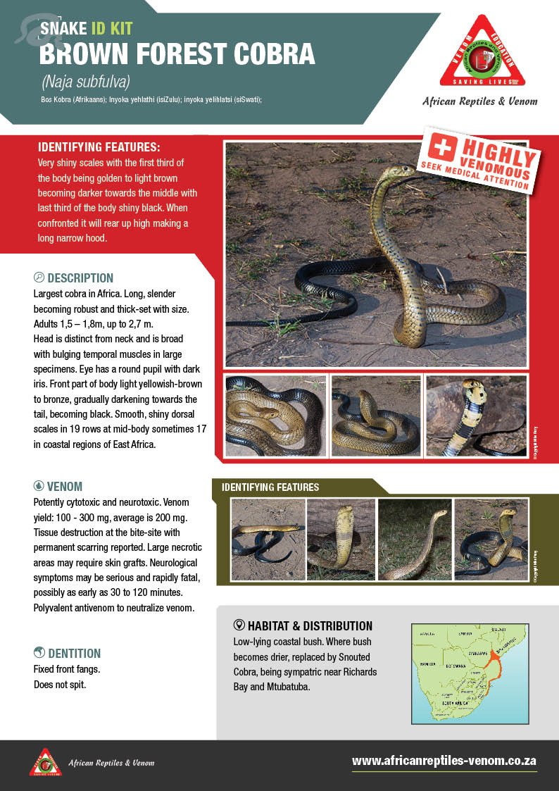 Brown Forest Cobra ARV IDKit