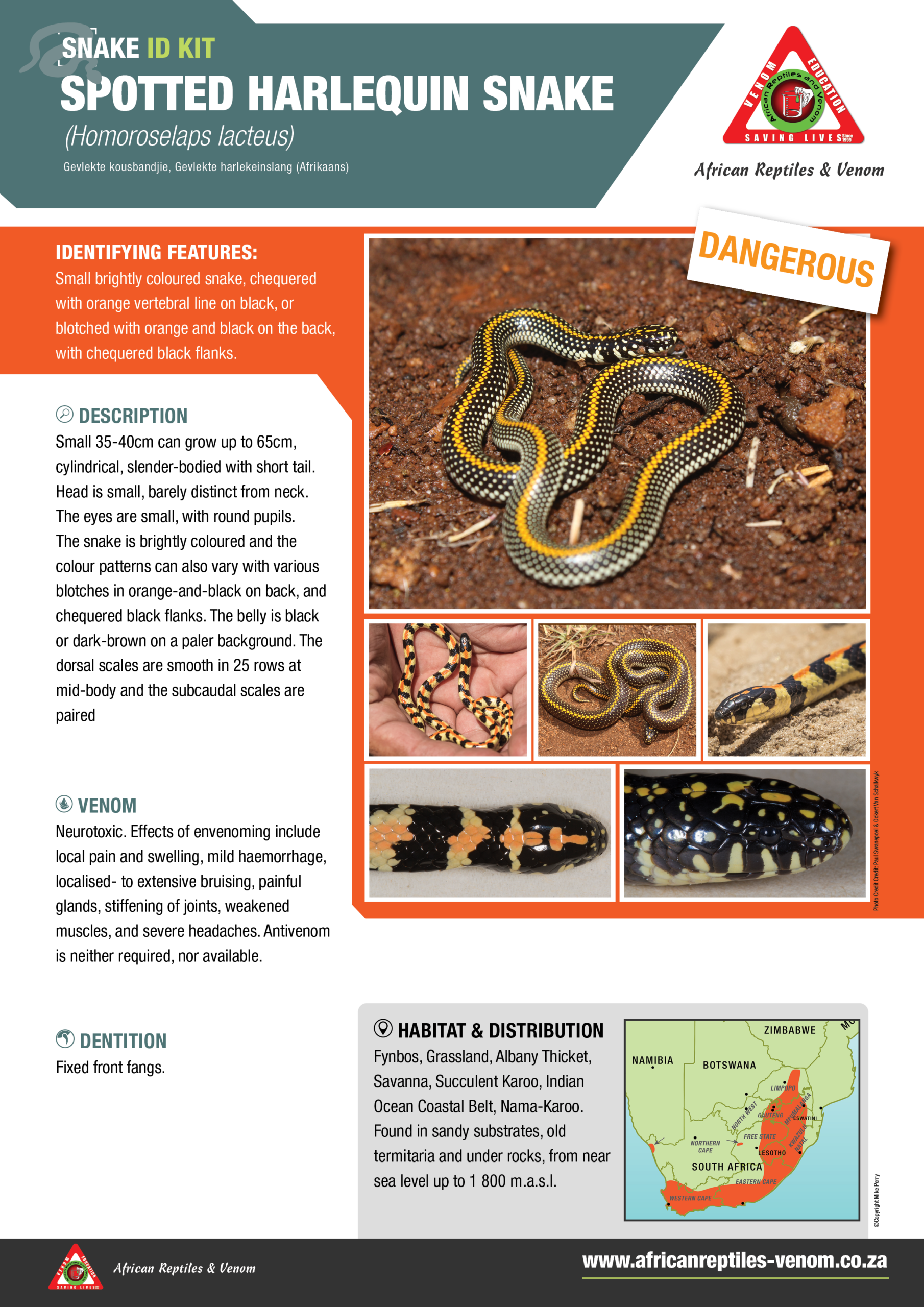 Spotted Harlequin Snake ARV IDKit