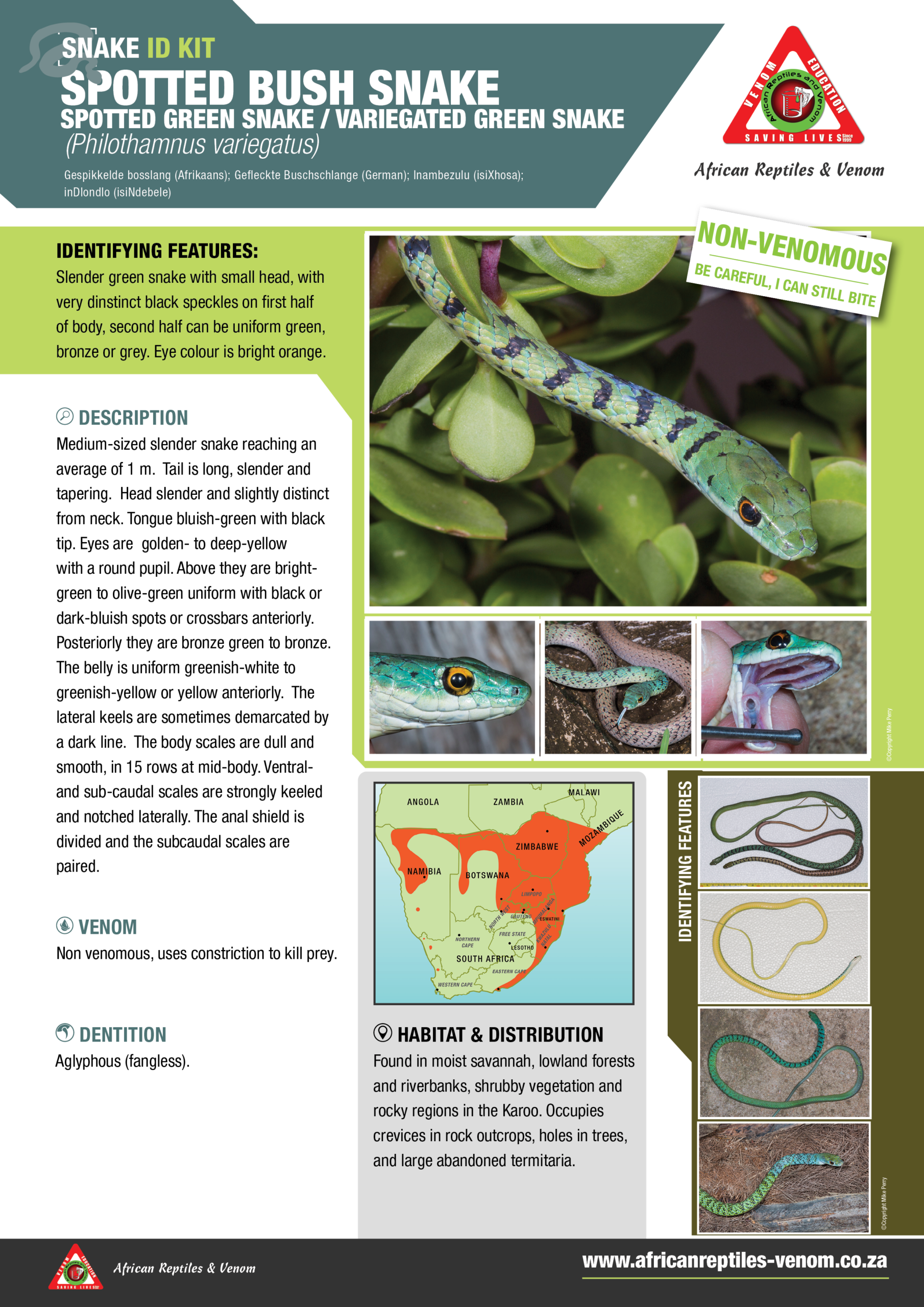 Spotted Bush Snake ARV IDKit