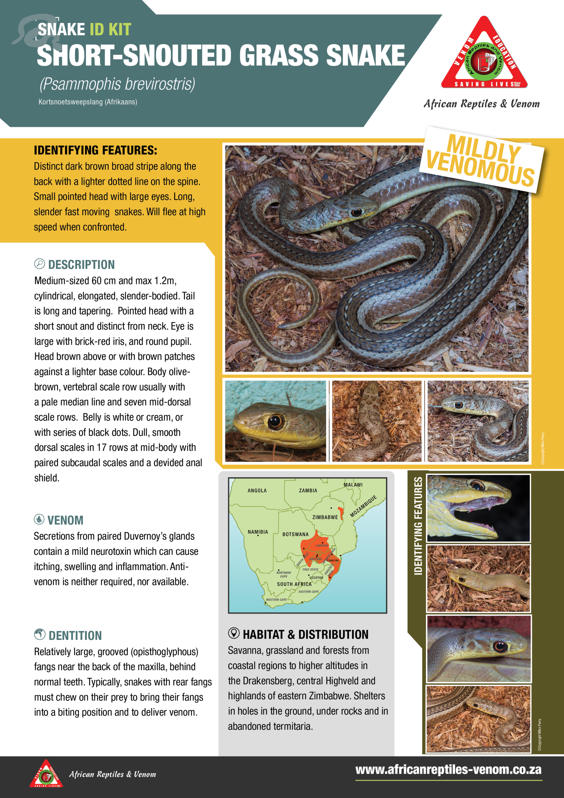 Short Snouted Grass Snake ARV IDKit