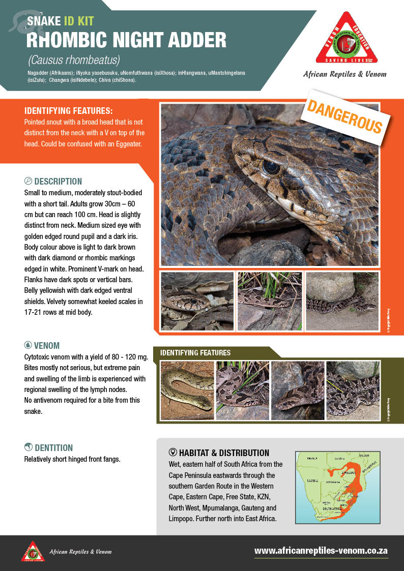 Rhombic Night Adder ARV IDKit