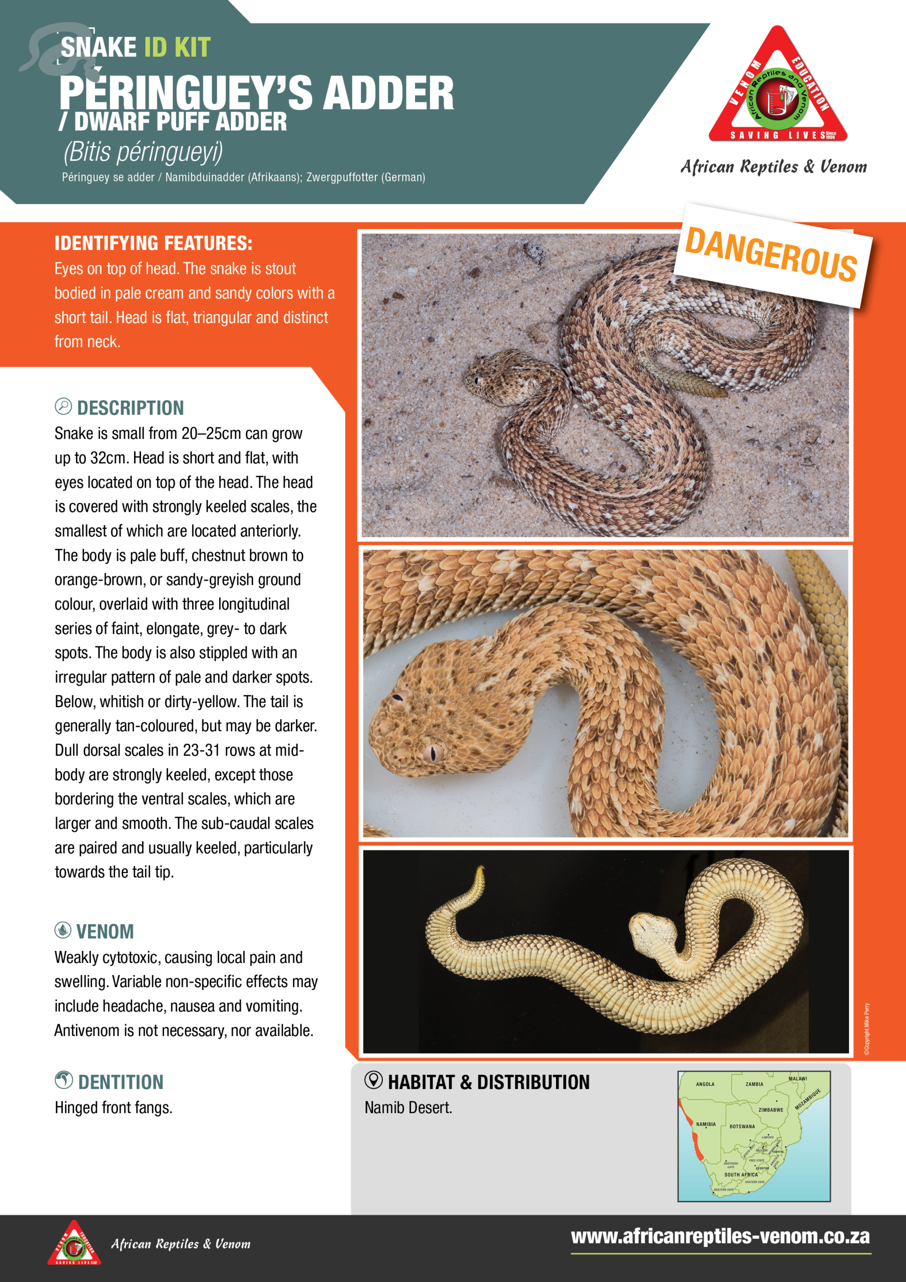 Peringueys adder