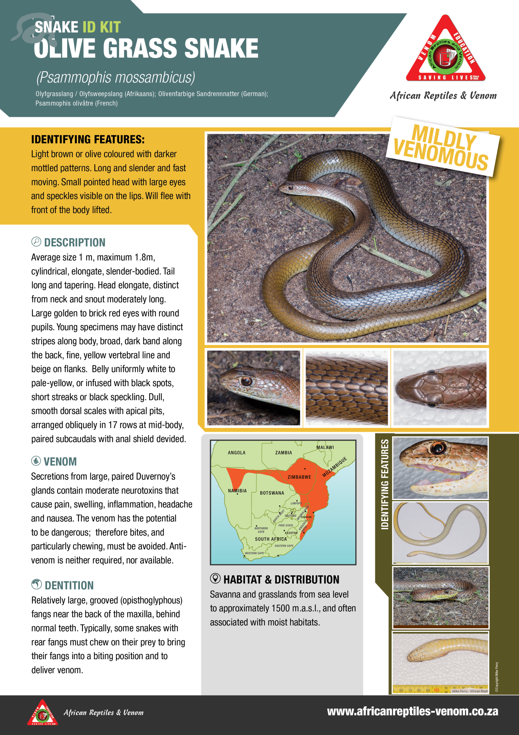 Olive Grass Snake ARV IDKit