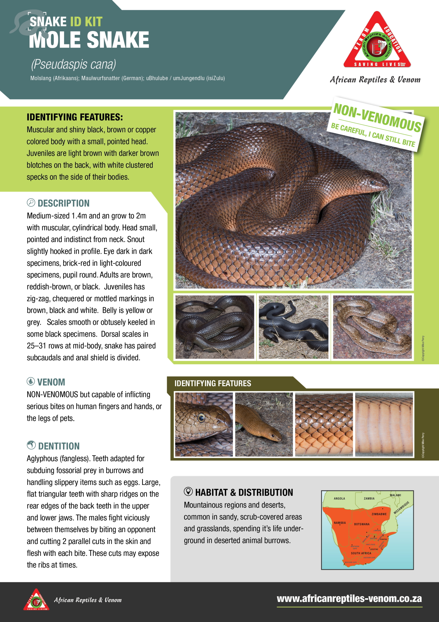 Mole Snake ARV IDKit (2)