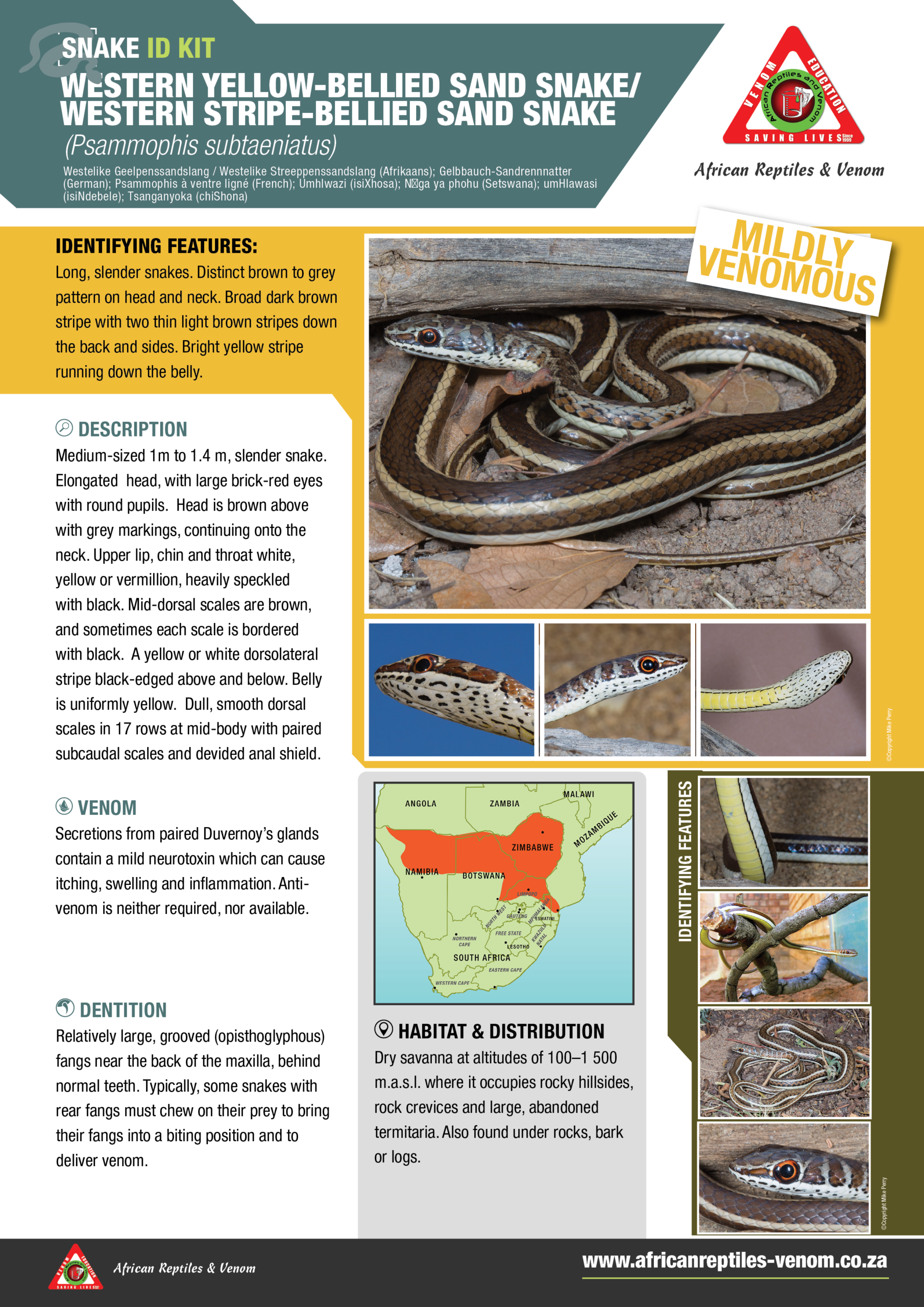 Yellow Bellied Sand Snake ARV IDKit
