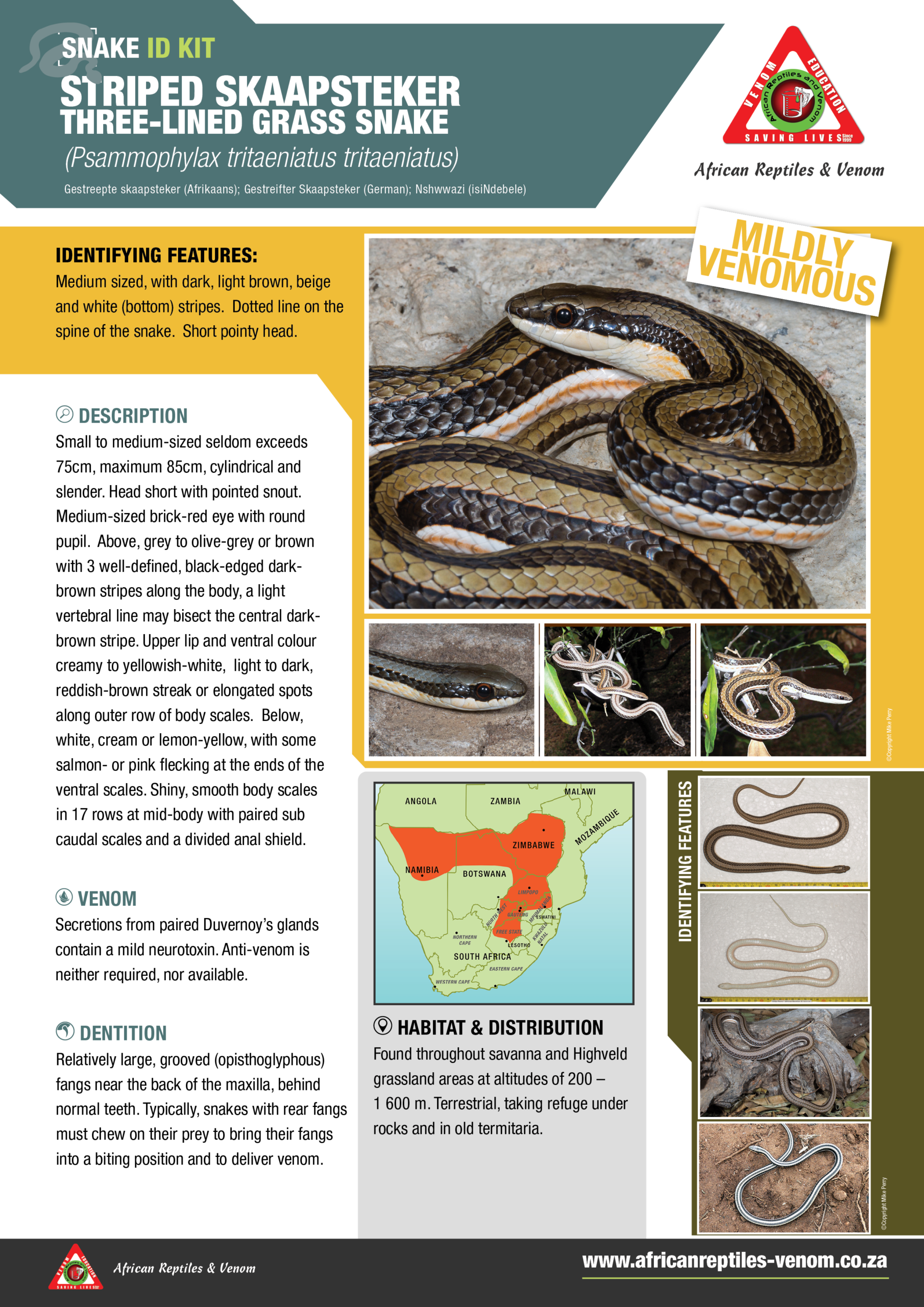 Striped Skaapstekker ARV IDKit