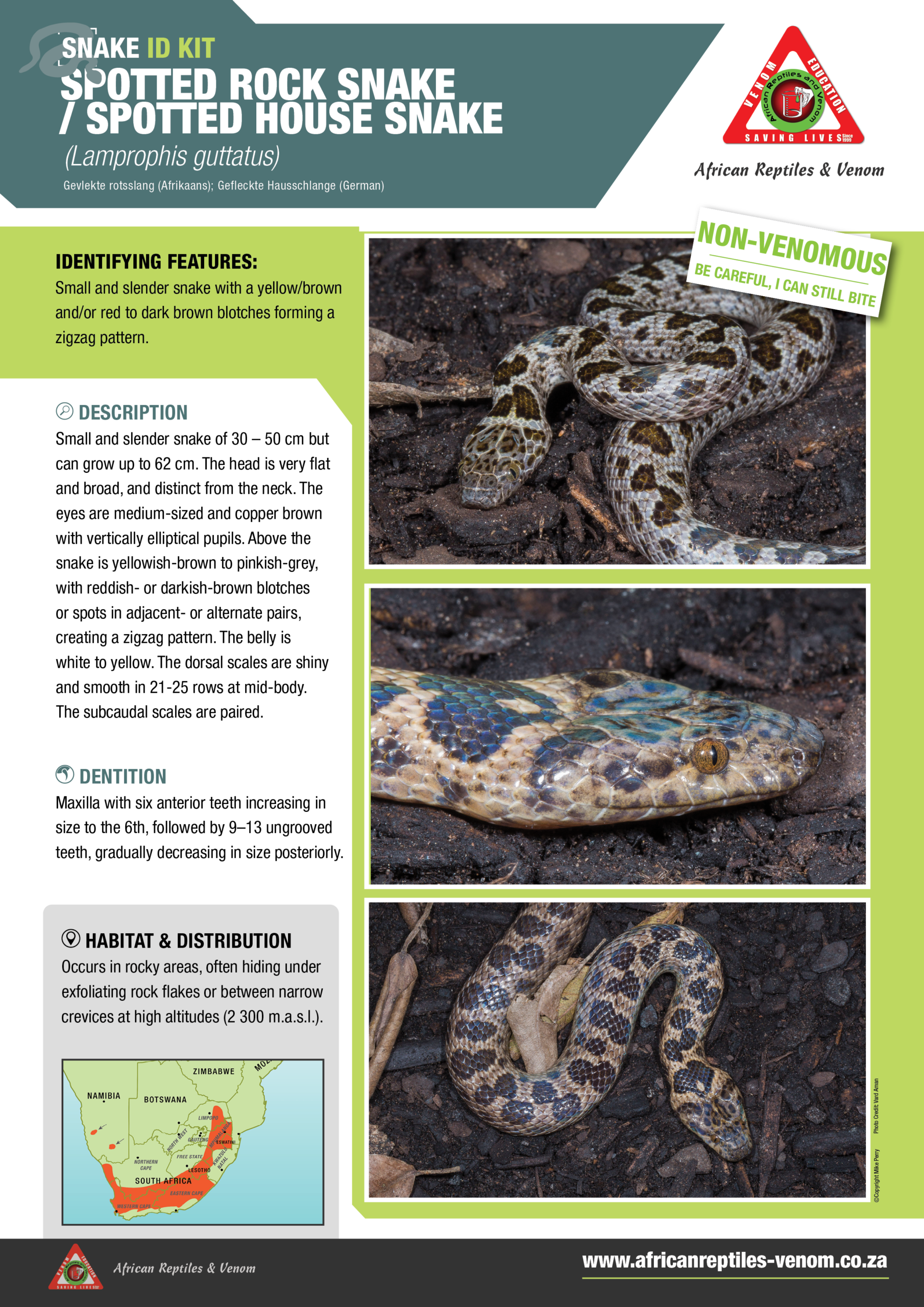 Spotted Rock Snake ARV IDKit