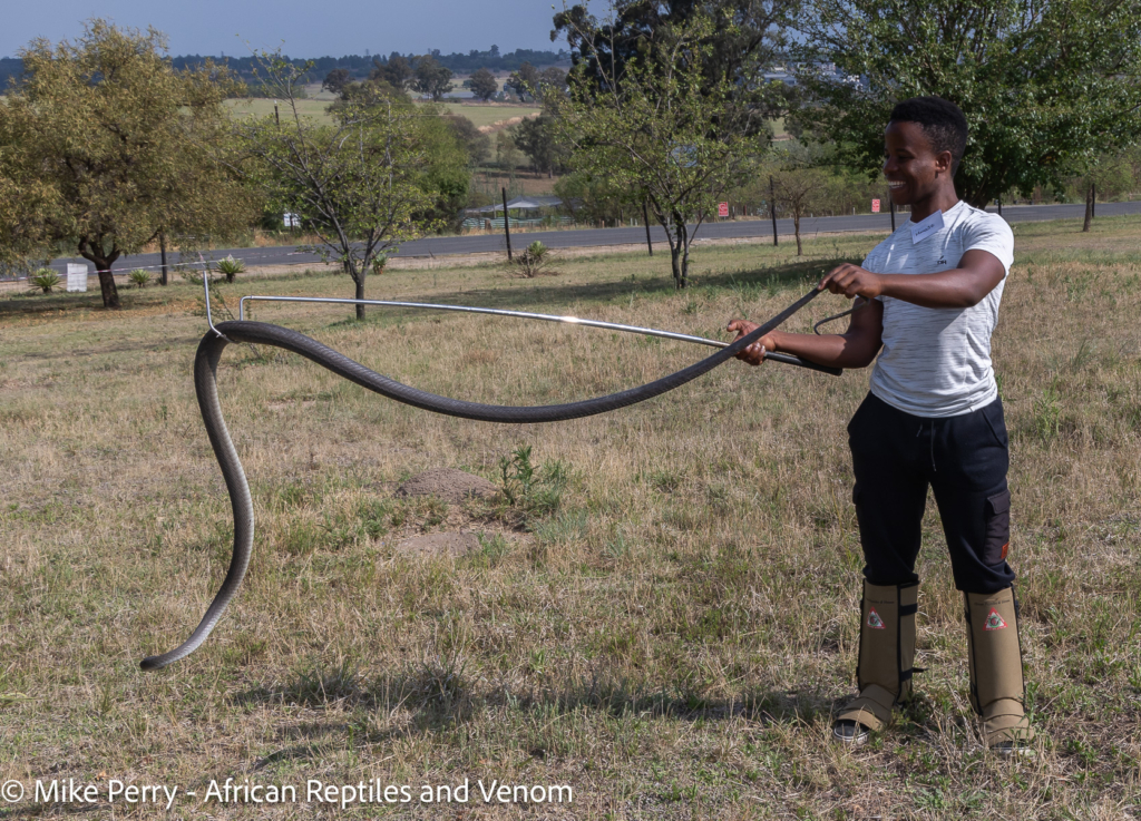 Venomous Snake Handling Course