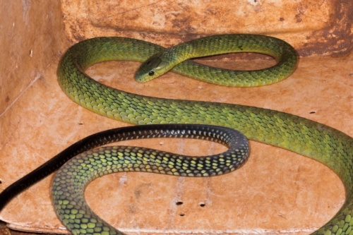 The Green Mambas of Africa - African Reptiles & Venom