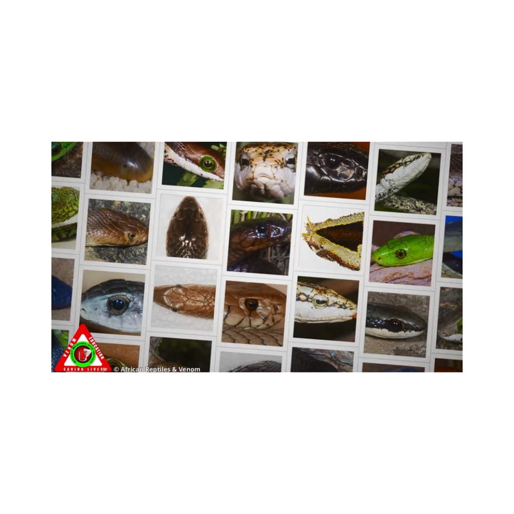 Snake Identification (Module 2)