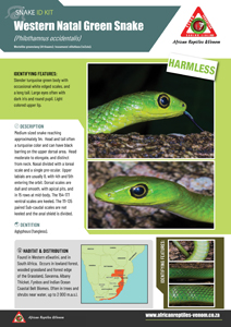 Western Natal Green Snake ID Card