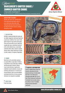 Boulenger’s Garter Snake ID Card