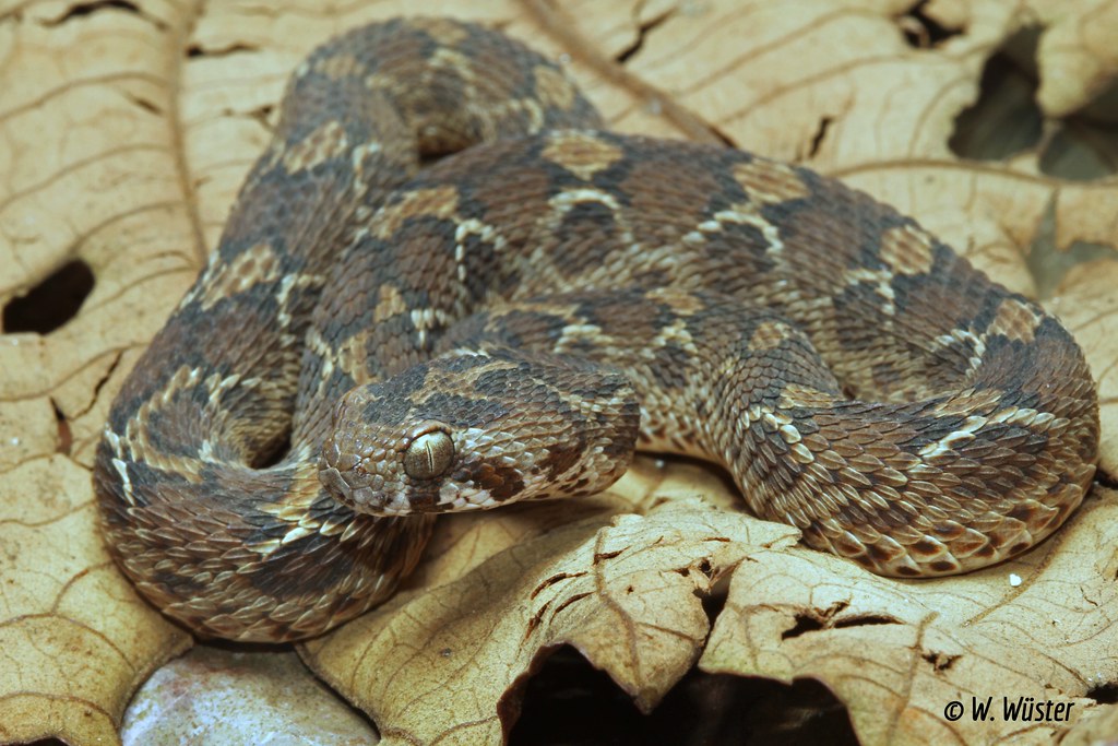 Echis carinatus - Maharashtra, India © Wolfgang Wüster