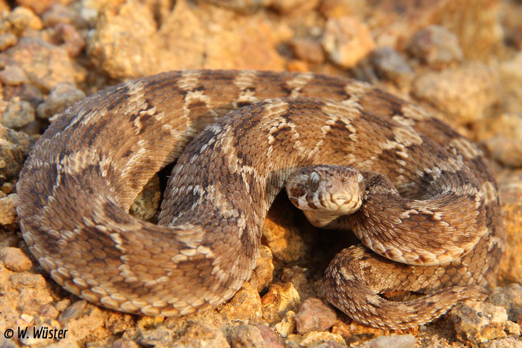 Echis carinatus - Tamil Nadu, India © Wolfgang Wüster