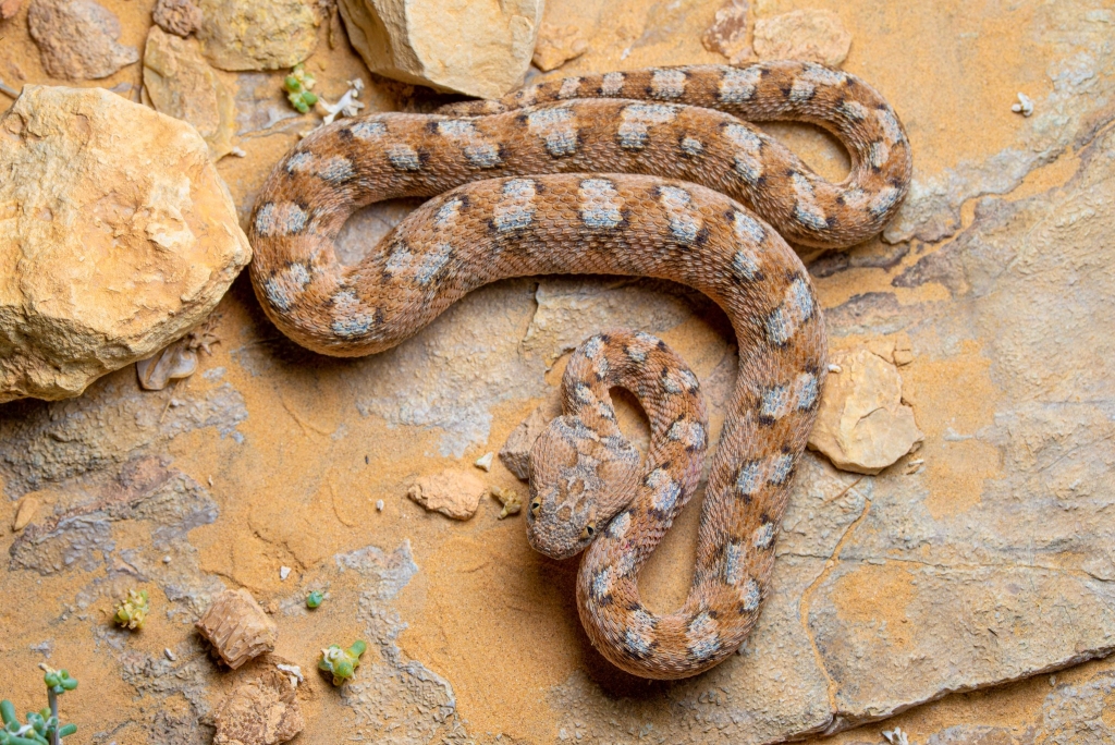 Echis coloratus, southern Israel © Lennart Schmid