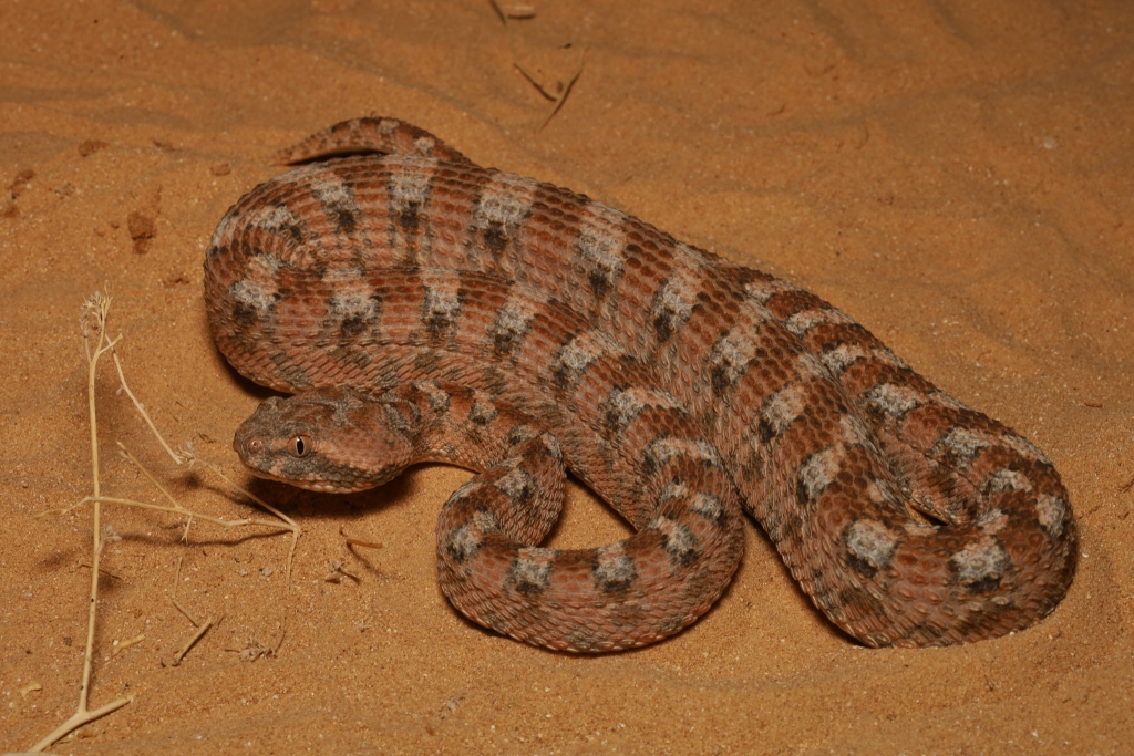 Echis coloratus, southern Israel © niravraham