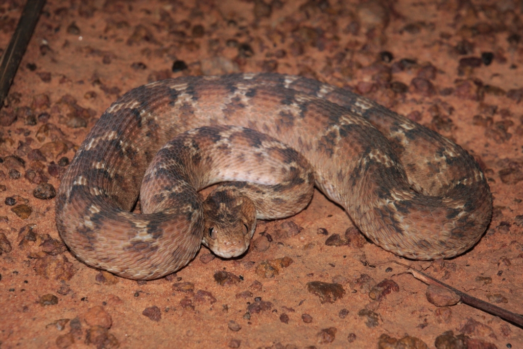 Echis leucogaster © Brent P. White