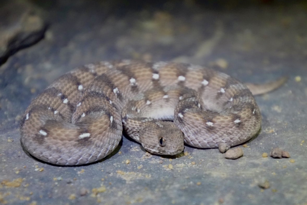 Echis ocellatus © afropavo
