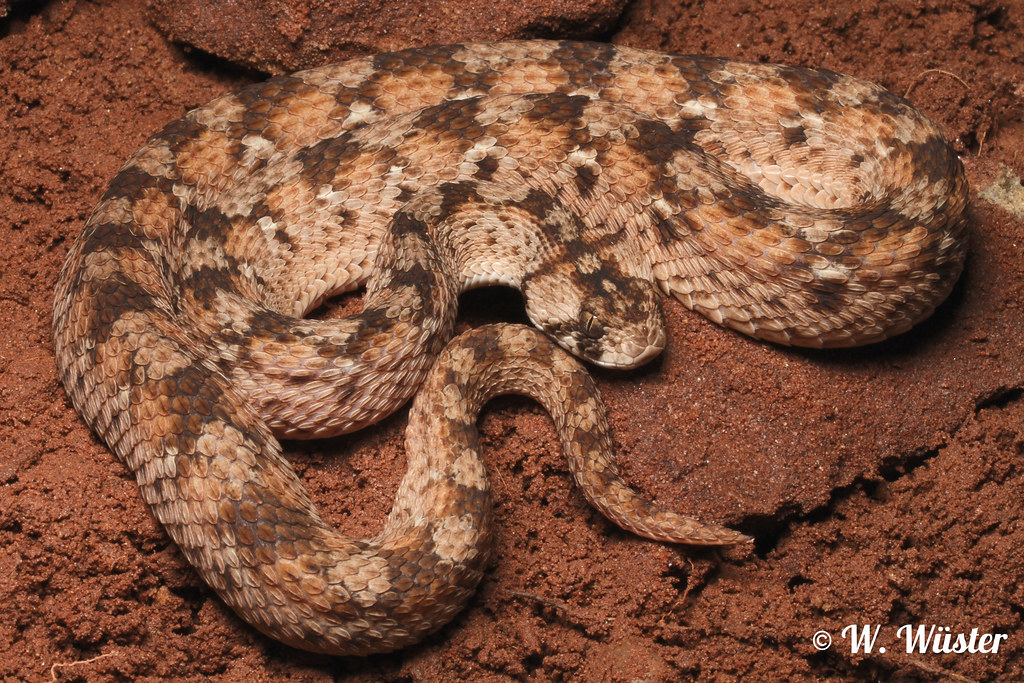 Echis ocellatus © Wolfgang Wüster
