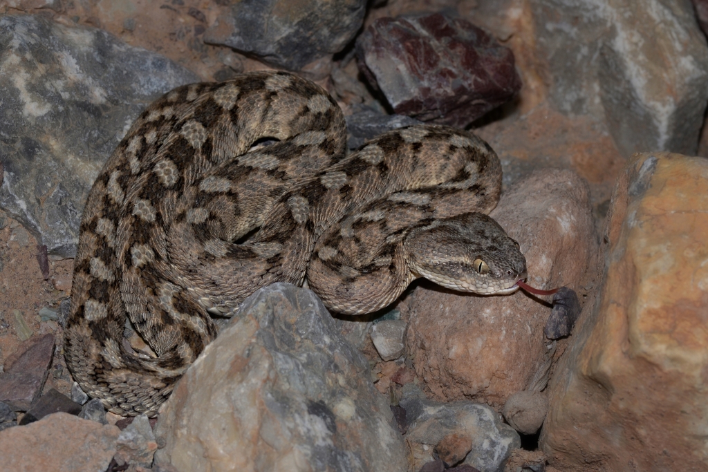 Echis omanensis, Fujairah, United Arab Emirates © Alexandre Roux