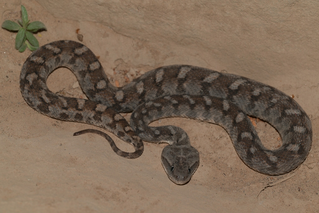 Echis omanensis, Ras al Khaimah, United Arab Emirates © Marius Burger