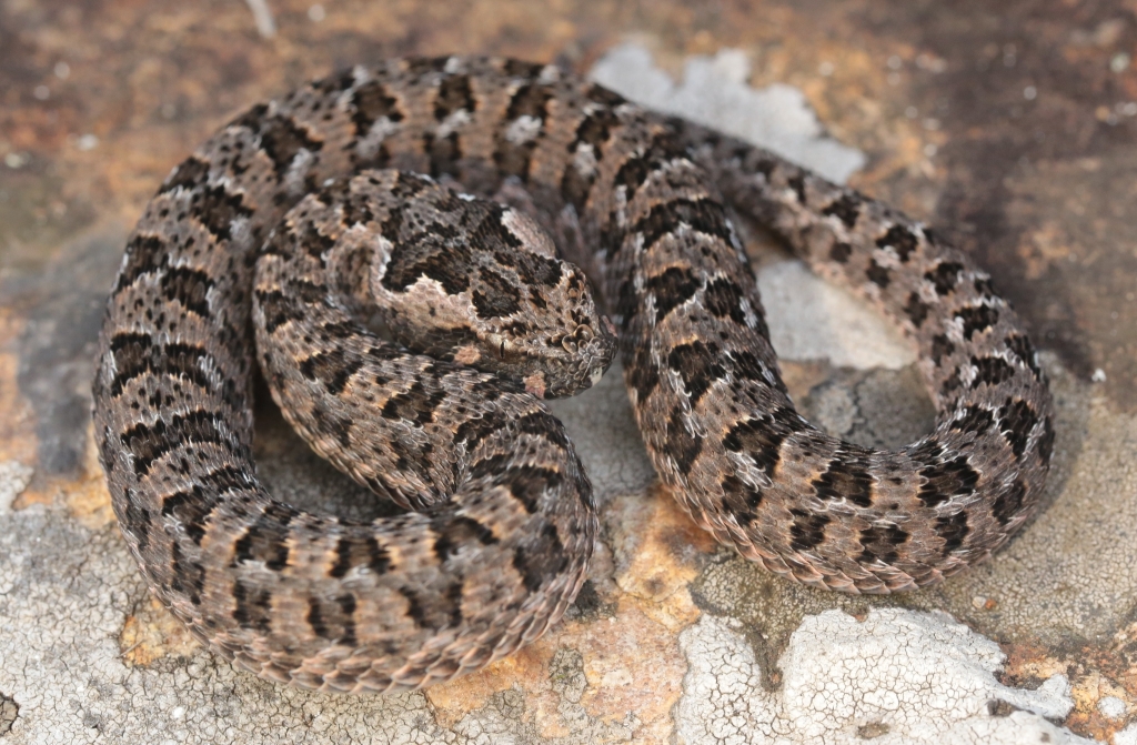 Berg Adder © Adriaan Jordaan