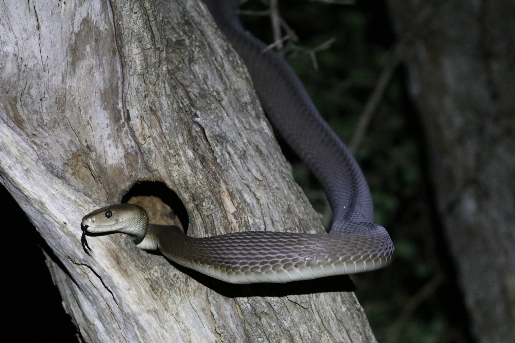 Black Mamba © thepigeongirl