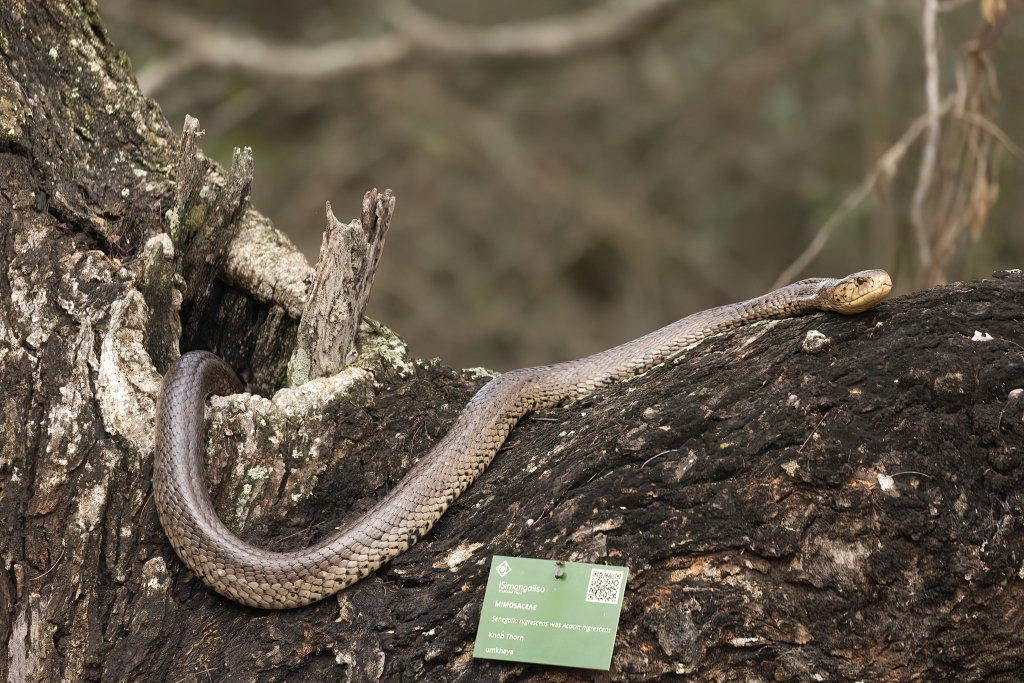 Brown Forest Cobra © timmcclurg