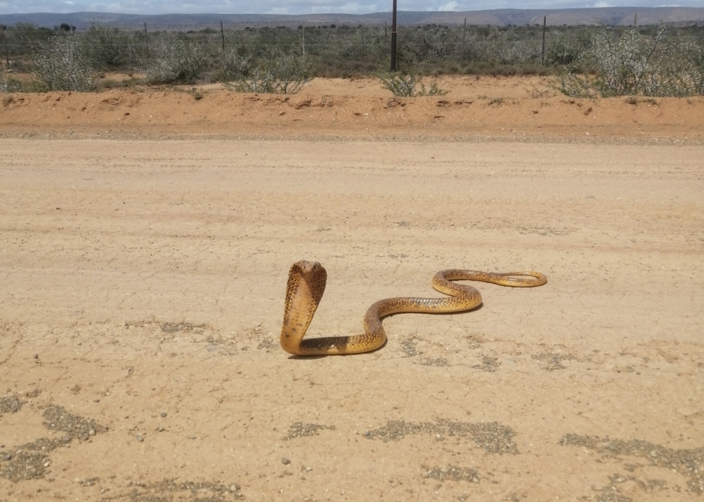 Cape Cobra © robbertduker