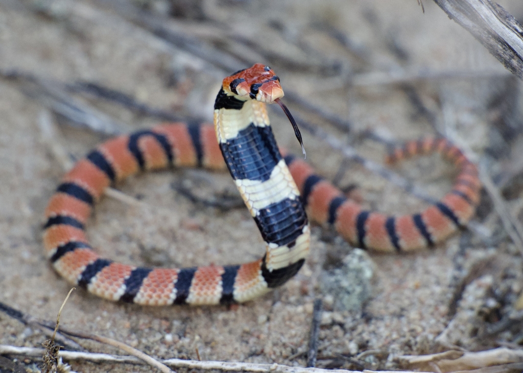 Cape Coral Snake © Ehren