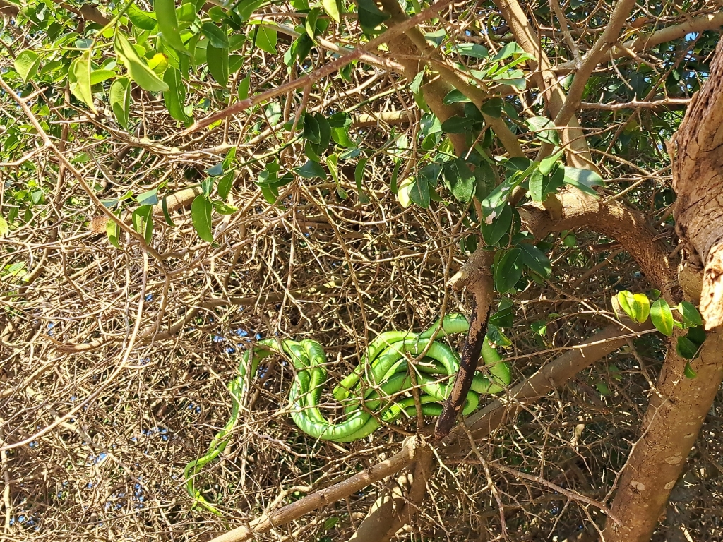 Eastern Green Mamba © caitysarkozi