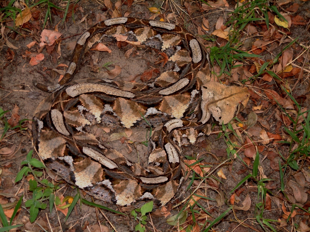 Gaboon Viper © Ricky Taylor