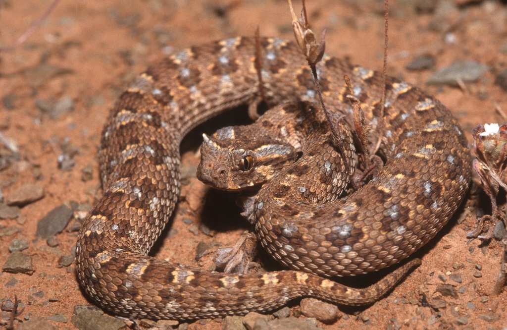 Horned Adder © Vincent Rufray