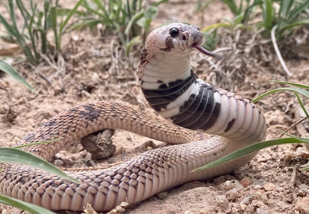 Intermediate Shield-nose Snake © lowveldsnakecatcher