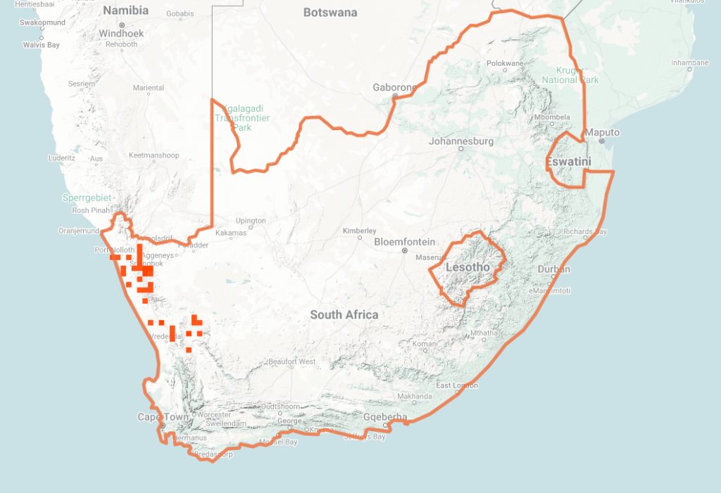 Many Horned Adder Map of iNaturalist Observations