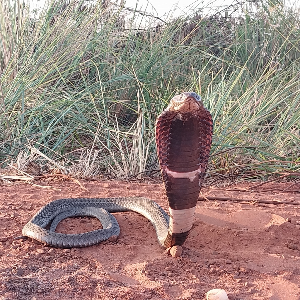 Rinkhals © apusaffinis