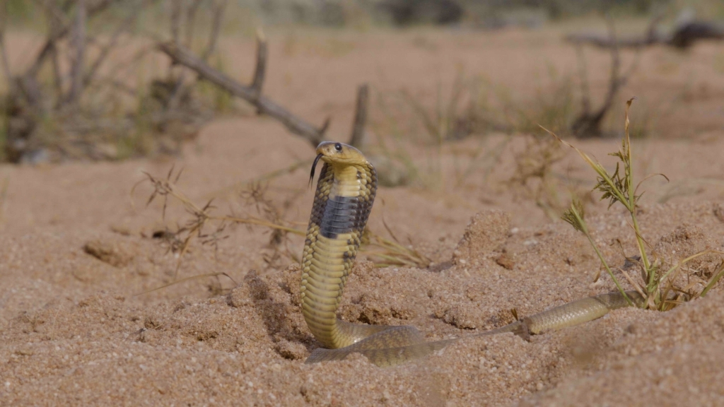 Snouted Cobra © Corne van Niekerk