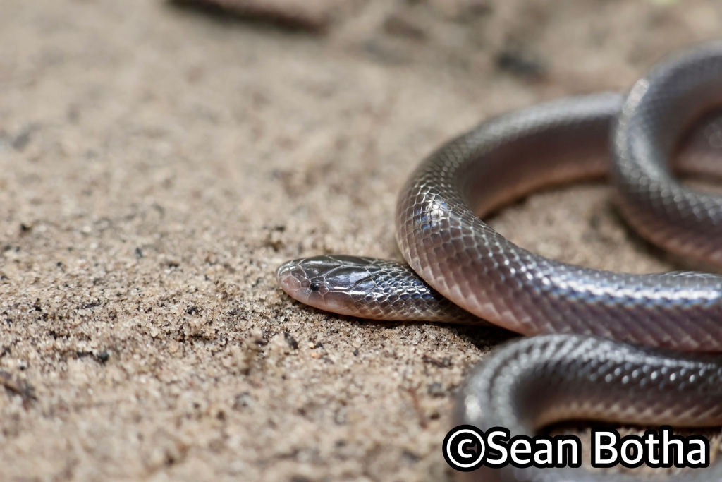 Southern Stiletto Snake © herping_with_sean