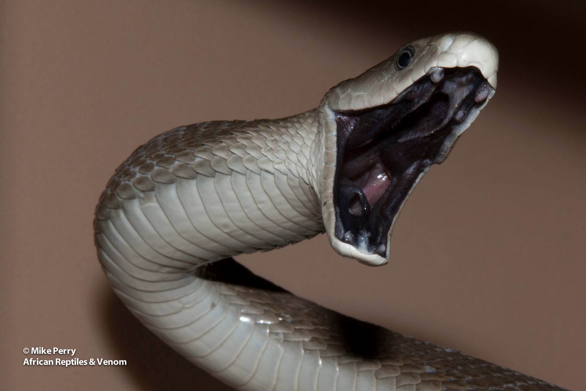black mamba image